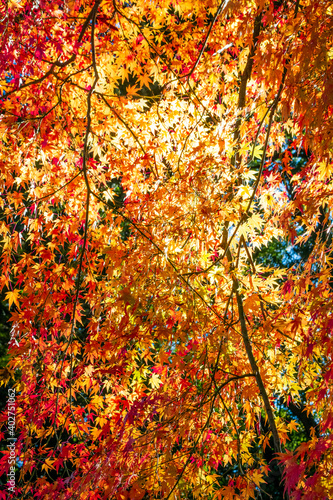 Sunlight through autumn maple leaves