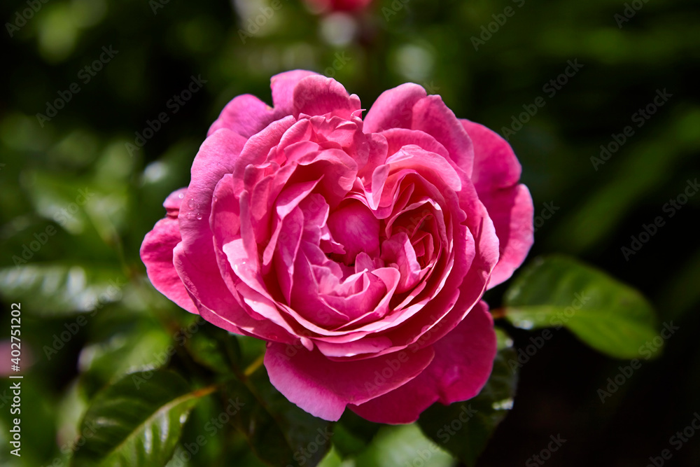 Beautiful perfect pink rose in close-up. Beautiful perfect pink rose in close-up.