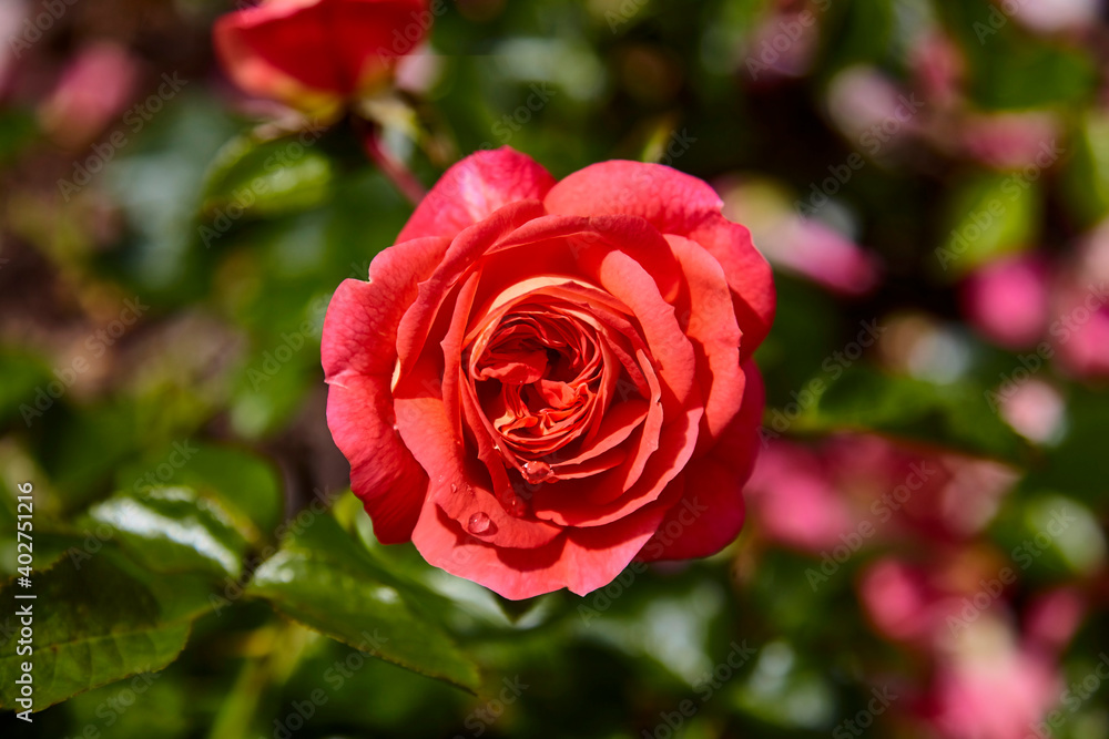 Beautiful perfect rde rose in close-up. Beautiful perfect rde rose in close-up.