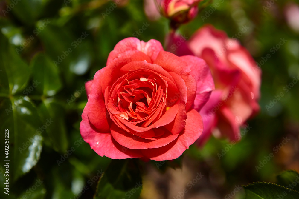 Beautiful perfect rde rose in close-up. Beautiful perfect rde rose in close-up.