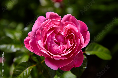 Beautiful perfect pink rose in close-up.