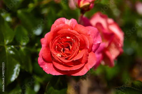 Beautiful perfect rde rose in close-up.