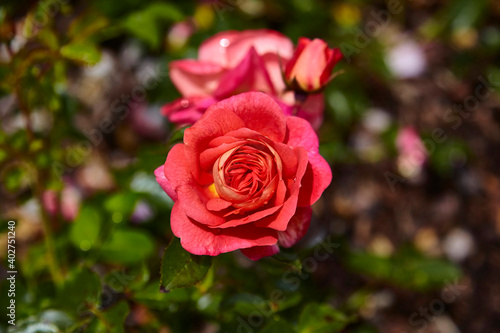 Beautiful perfect rde rose in close-up.