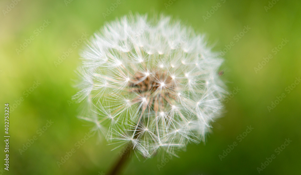 Fototapeta premium dandelion head