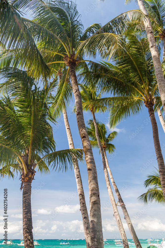 Palms at the White Beach at Boracay island, Philippines