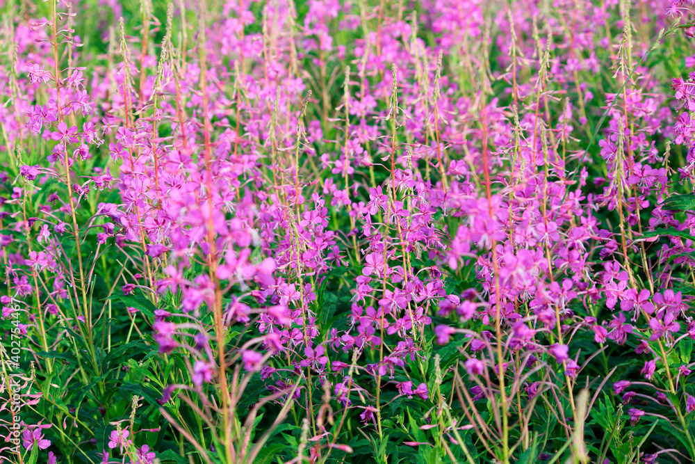 Foggy morning in the mountain forest. Thickets of flowering willow-herb. Foggy morning in the mountain forest. Thickets of flowering willow-herb.