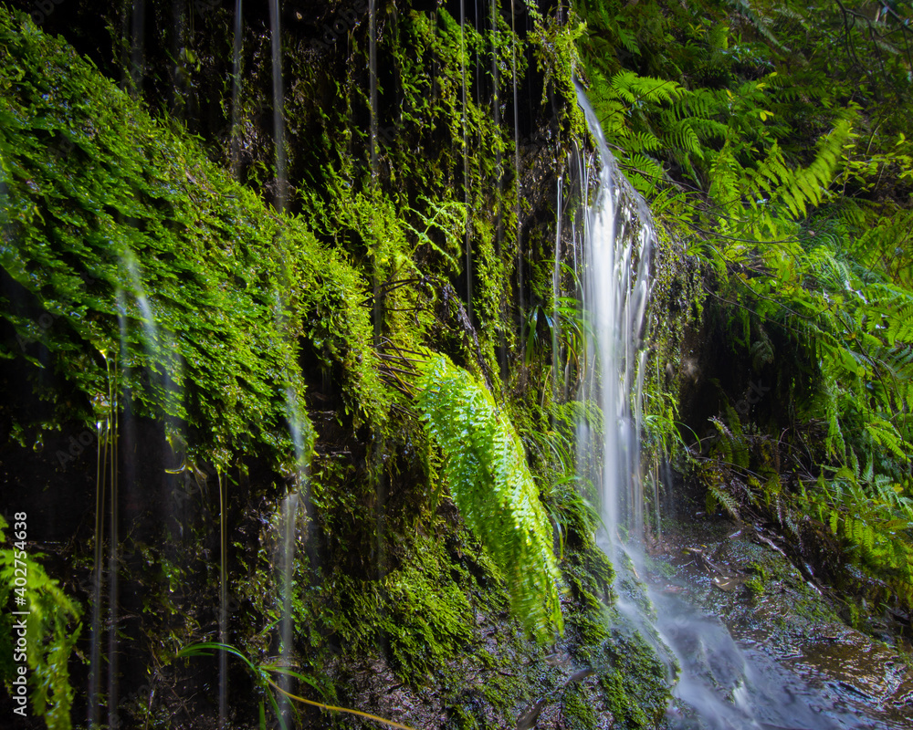 waterfall in the forest waterfall in the forest
