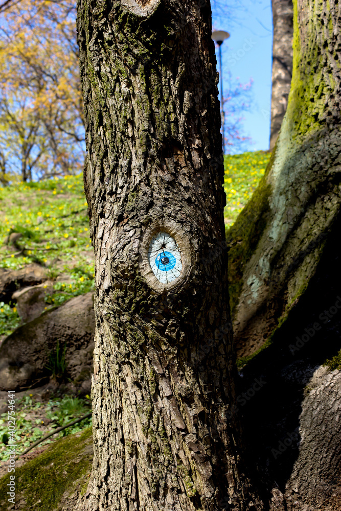Obraz premium A blue eye painting on a tree trunk in the park on a sunny spring day.