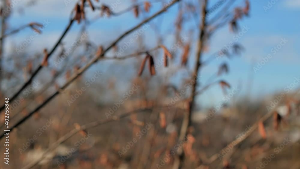 Hazelnut bush in the wind in the grove Hazelnut bush in the wind in the grove