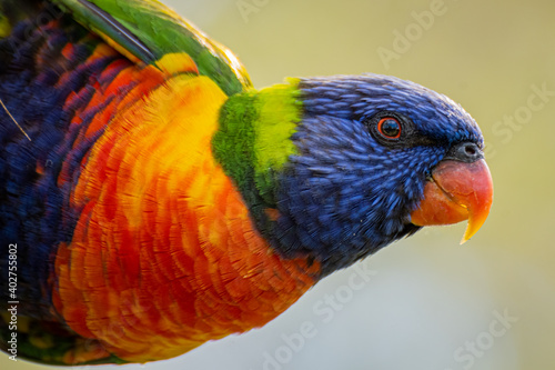 Fotografi Head shot of a rainbow lorikeet