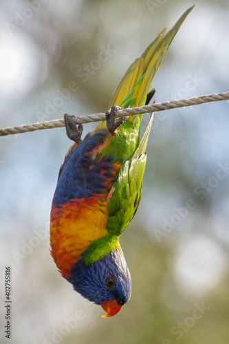 Rainbow Lorikeet Parrot Hanging Upside Down