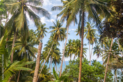 Palms on Siquijor island, Philippines.