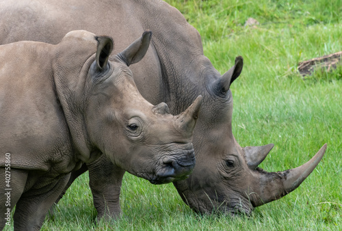 A Pair Of Southern White Rhinos With A Green Background