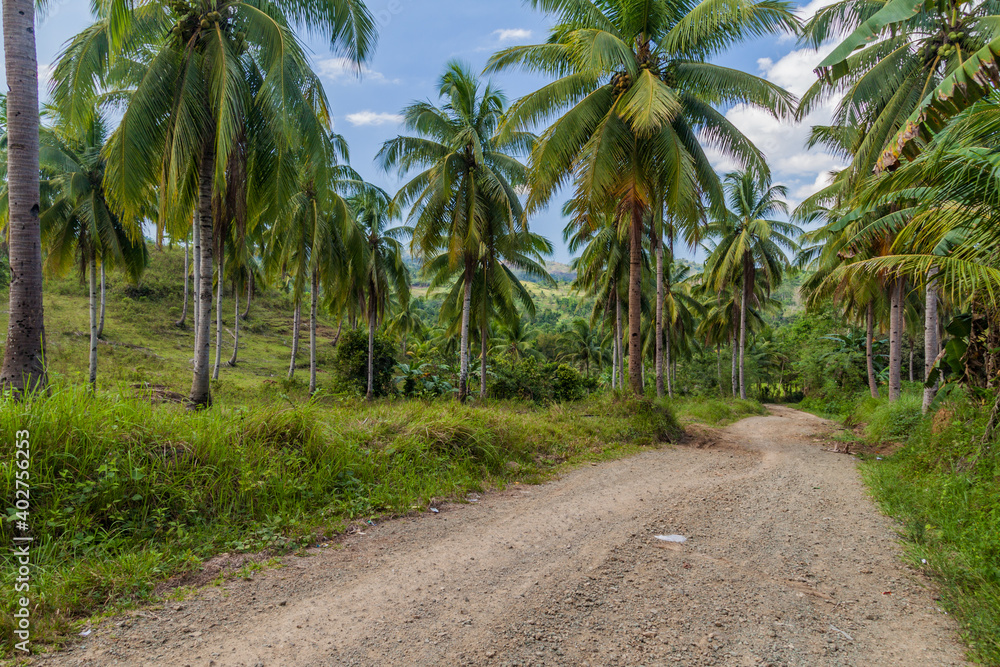 Country road on Bohol island, Philippines