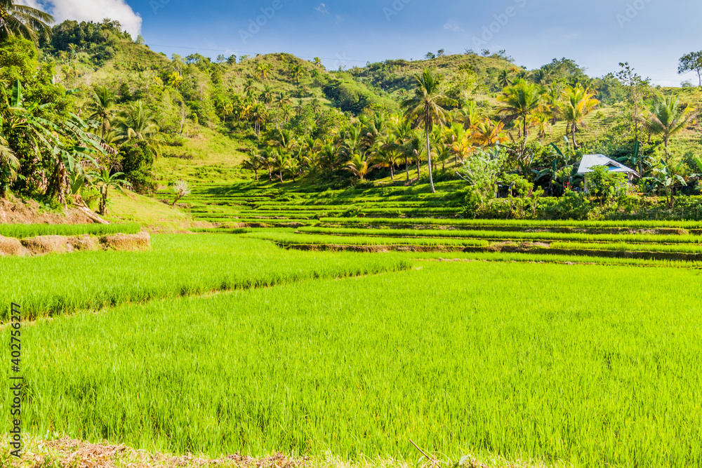 Paddy fields on Bohol island, Philippines