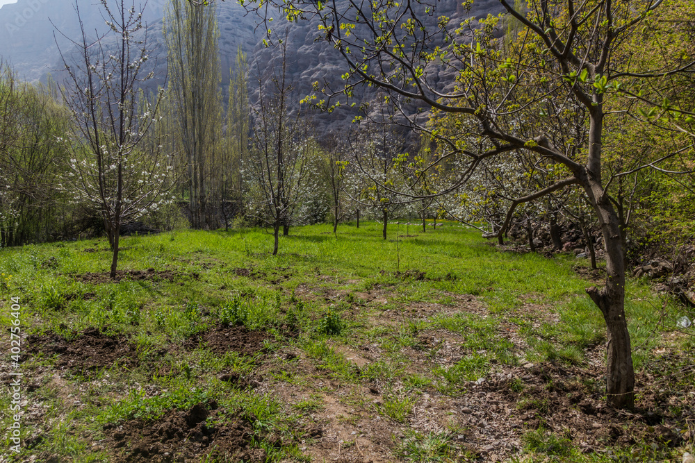 Spring blossoming cherry trees in Alamut valley in Iran Spring blossoming cherry trees in Alamut valley in Iran