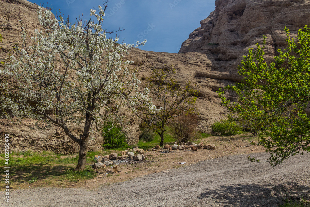 Spring cherry trees in blossom in Alamut valley in Iran
