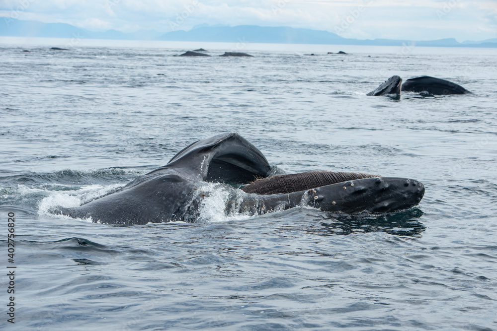 Fototapeta premium Humpback Whale Baleen on Feeding Whale, Alaska