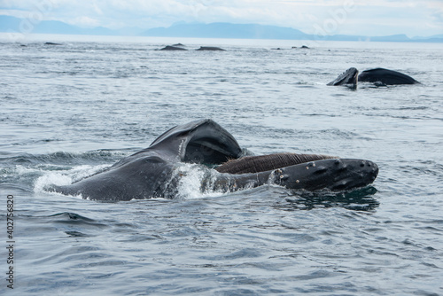 Humpback Whale Baleen on Feeding Whale, Alaska