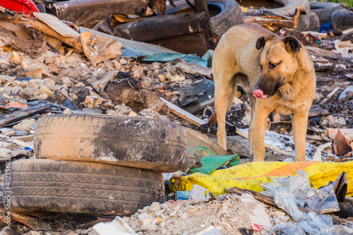 Dog in a landfill in Rasht, Iran