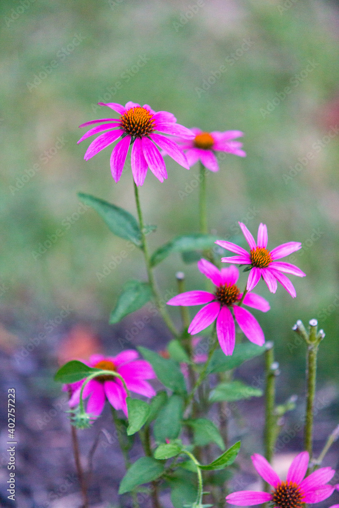 cosmos flowers cosmos flowers