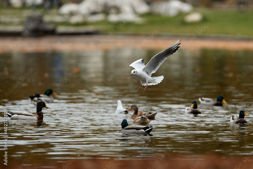 It is autumn and birds flying in park Stromovka, Prague, Czech Republic. It is autumn and birds flying in park Stromovka, Prague, Czech Republic.