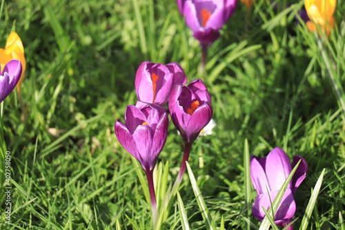 Purple and yellow crocuses in grass