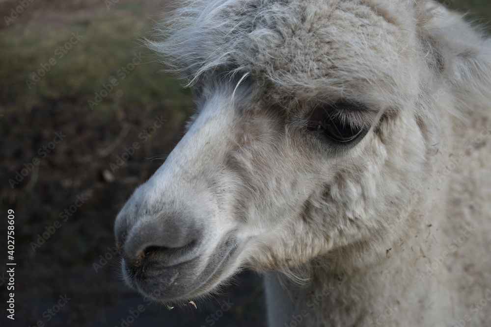 Obraz premium close up of a white llama