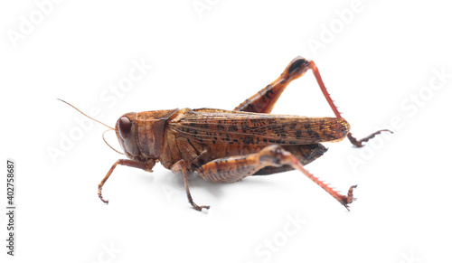 Brown grasshopper isolated on white. Wild insect © New Africa