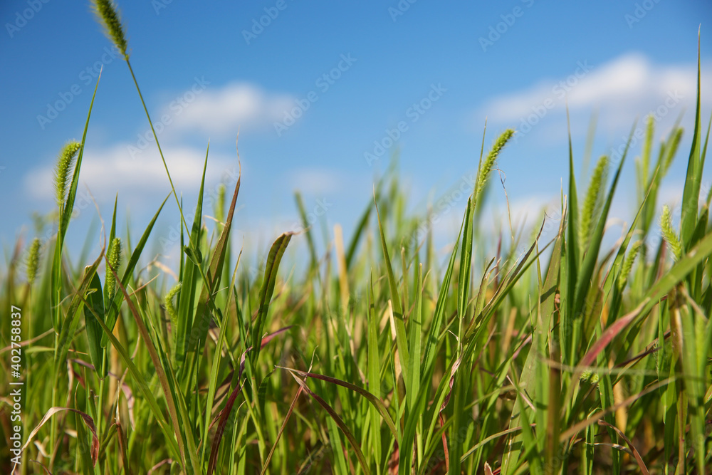 Green grass in field on sunny day, closeup Green grass in field on sunny day, closeup