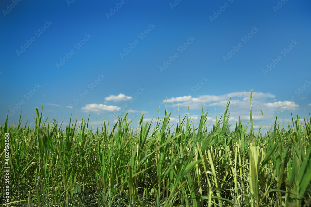 Green grass in field on sunny day