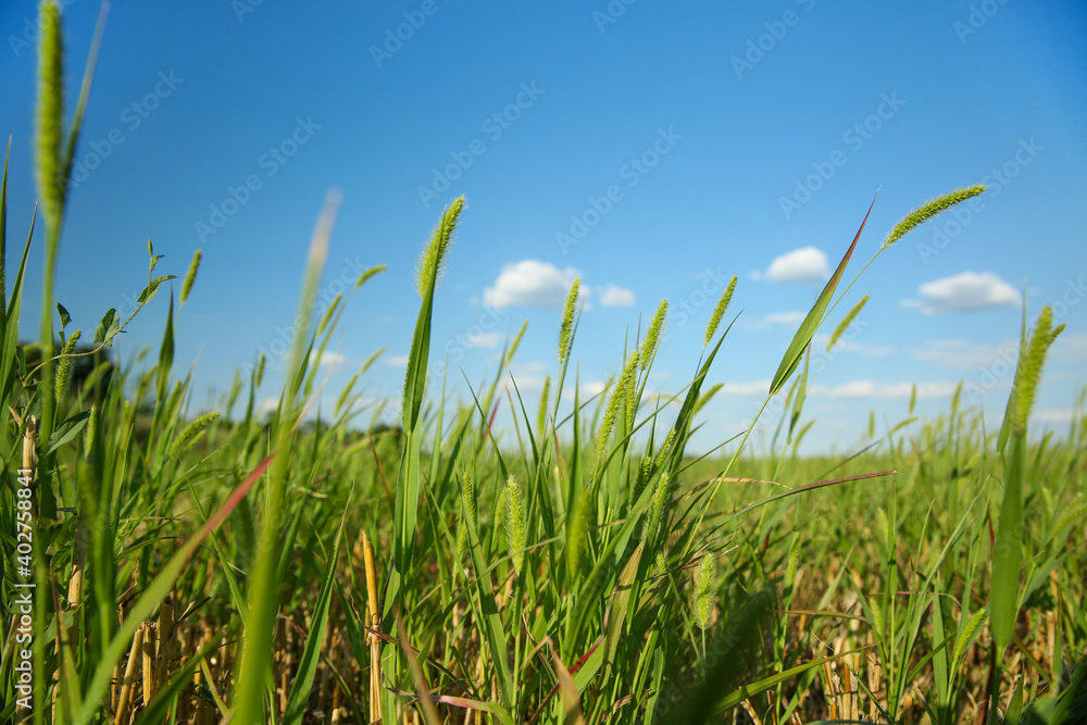 Green grass in field on sunny day Green grass in field on sunny day
