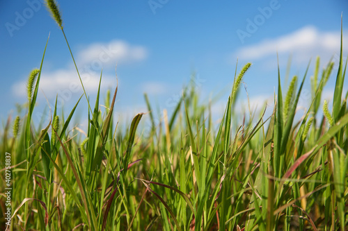 Green grass in field on sunny day, closeup