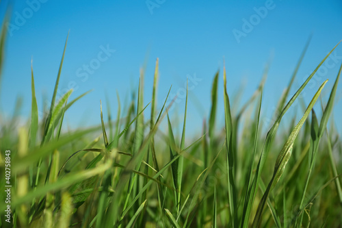 Green grass in field on sunny day, closeup