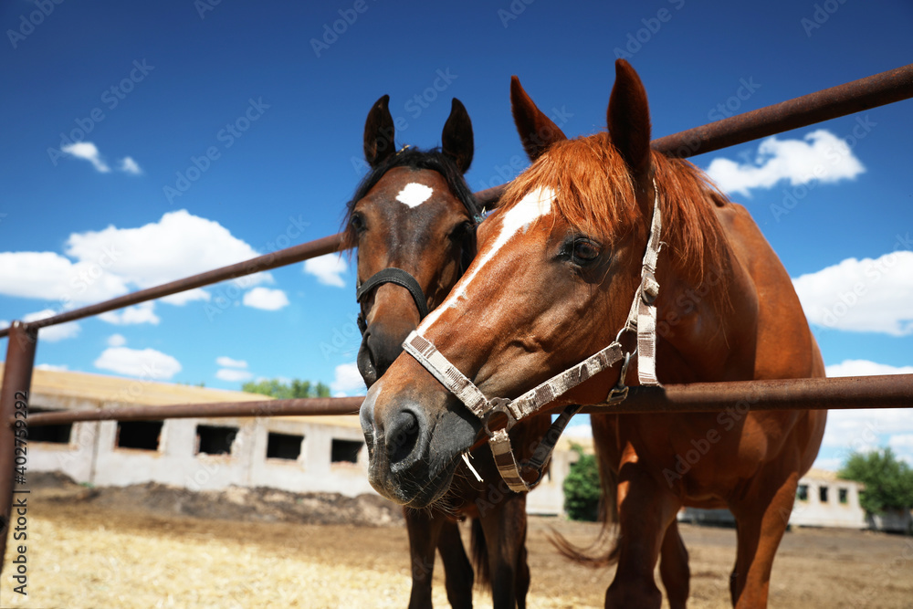 Chestnut horses at fence outdoors on sunny day, closeup. Beautiful pet Chestnut horses at fence outdoors on sunny day, closeup. Beautiful pet