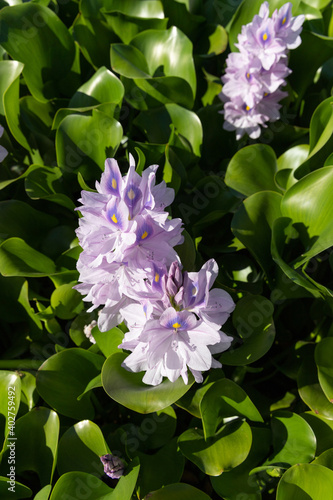 Close-up of flowering Water hyacinth  Eichhornia crassipes  Pateira de Fermentelos  Portugal