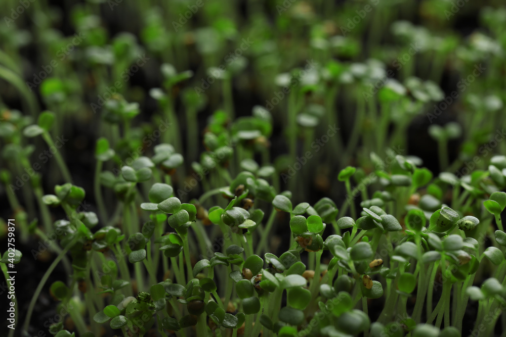 Young arugula sprouts growing in soil, closeup view