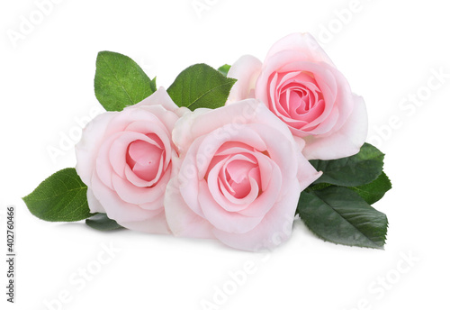 Blooming pink roses on white background. Beautiful flowers