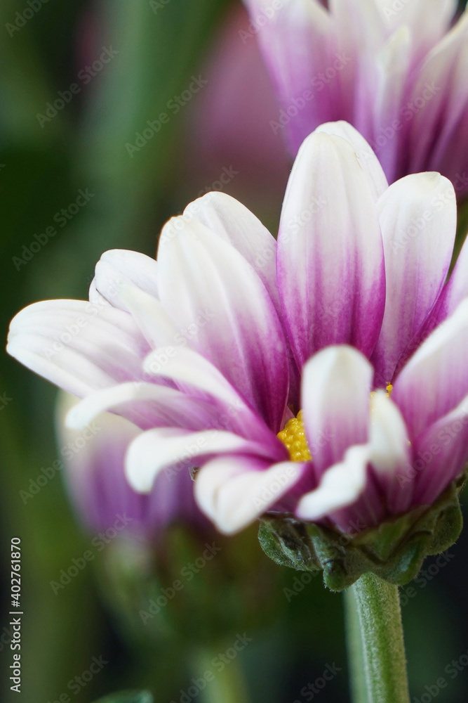 chrysanthemum flower closed up