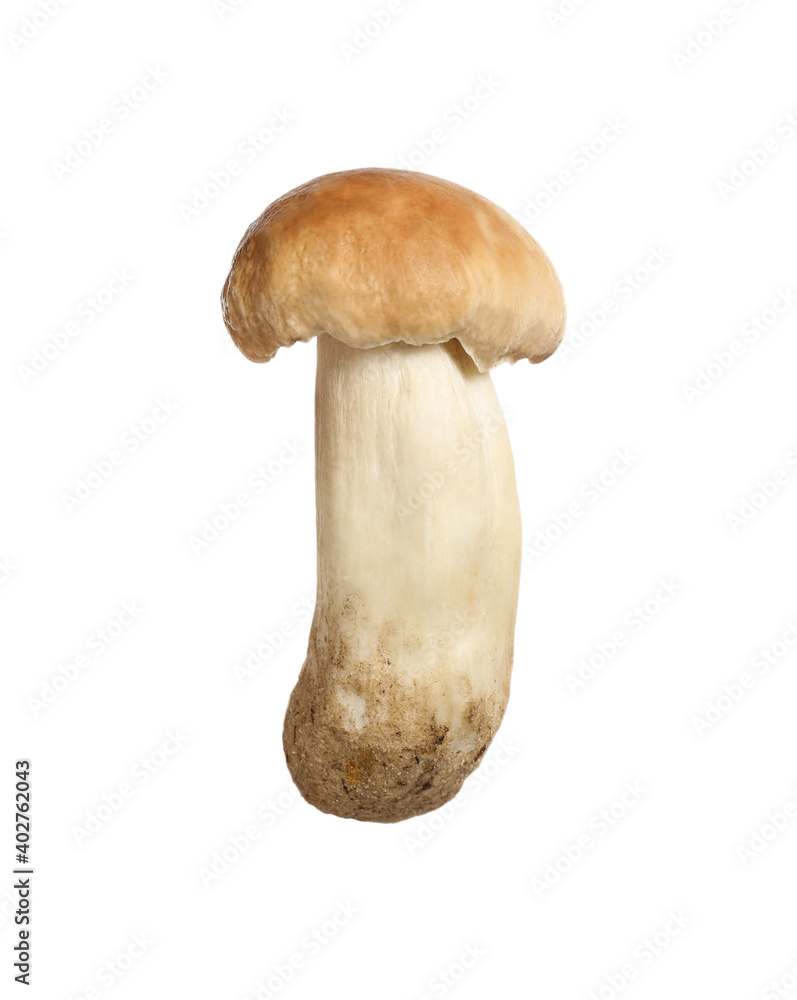 Fresh wild porcini mushroom isolated on white Fresh wild porcini mushroom isolated on white