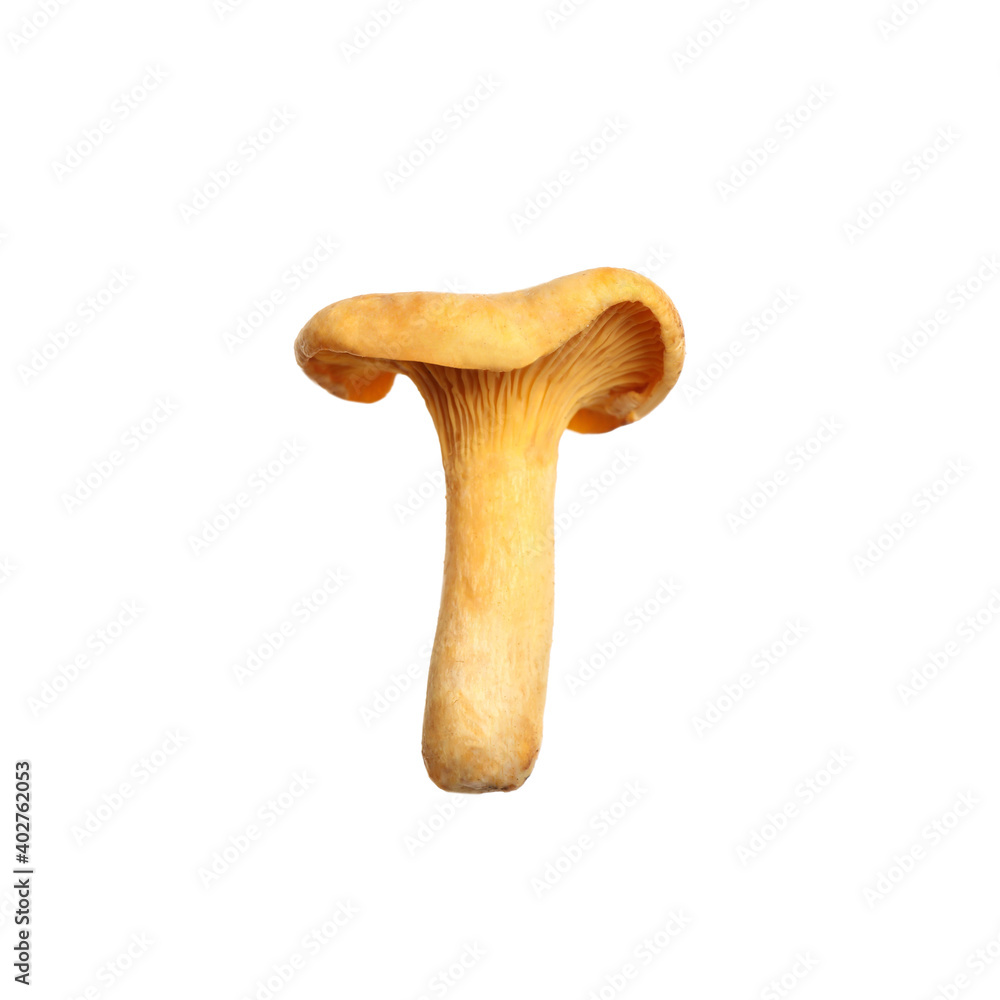 Fresh wild chanterelle mushroom isolated on white Fresh wild chanterelle mushroom isolated on white