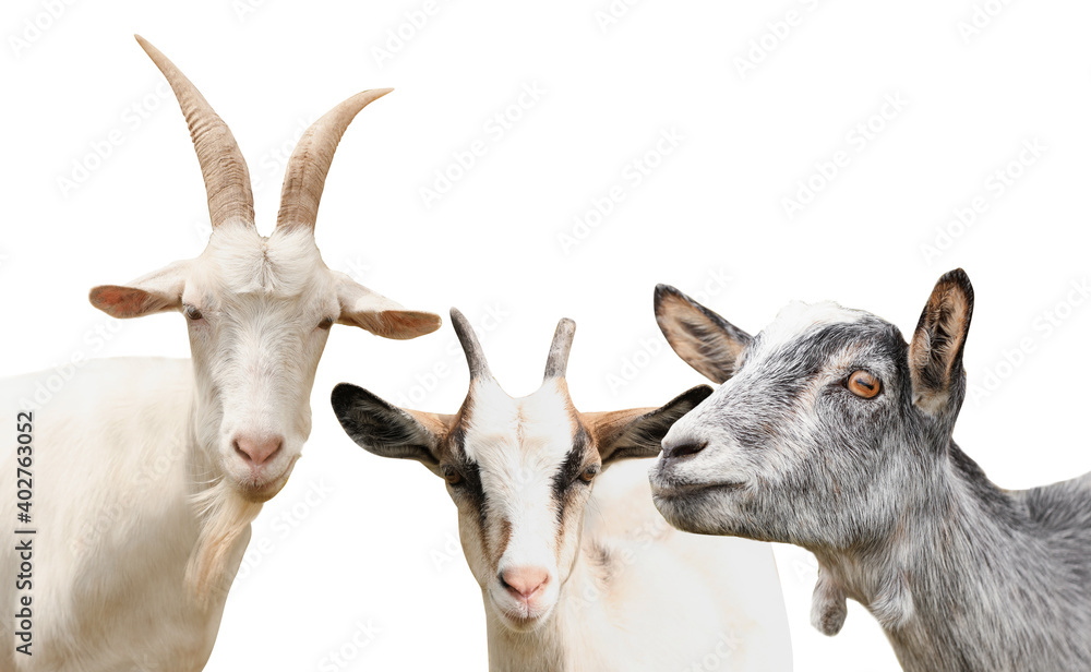Set with cute goats on white background. Animal husbandry
