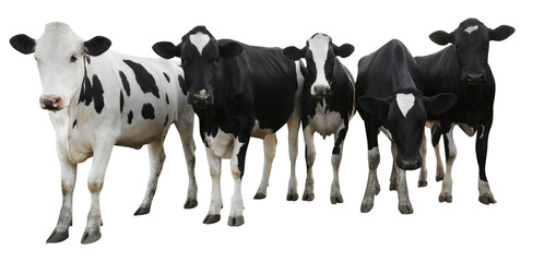 Cute cows on white background, banner design. Animal husbandry
