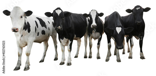 Fototapeta Cute cows on white background, banner design. Animal husbandry