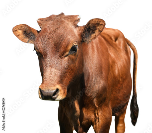 Cute brown calf on white background. Animal husbandry