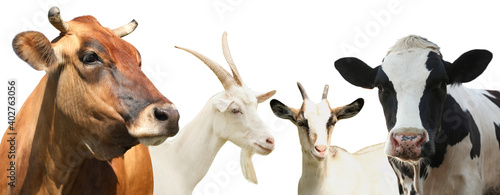 Set with cute cows and goats on white background, banner design. Animal husbandry