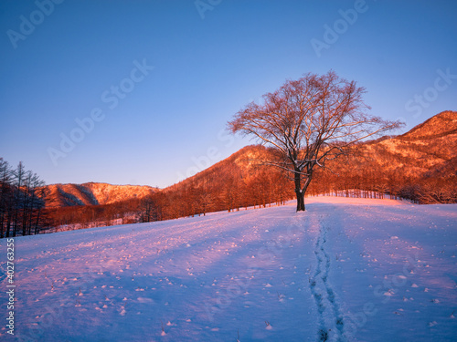 冬の木 © makieni