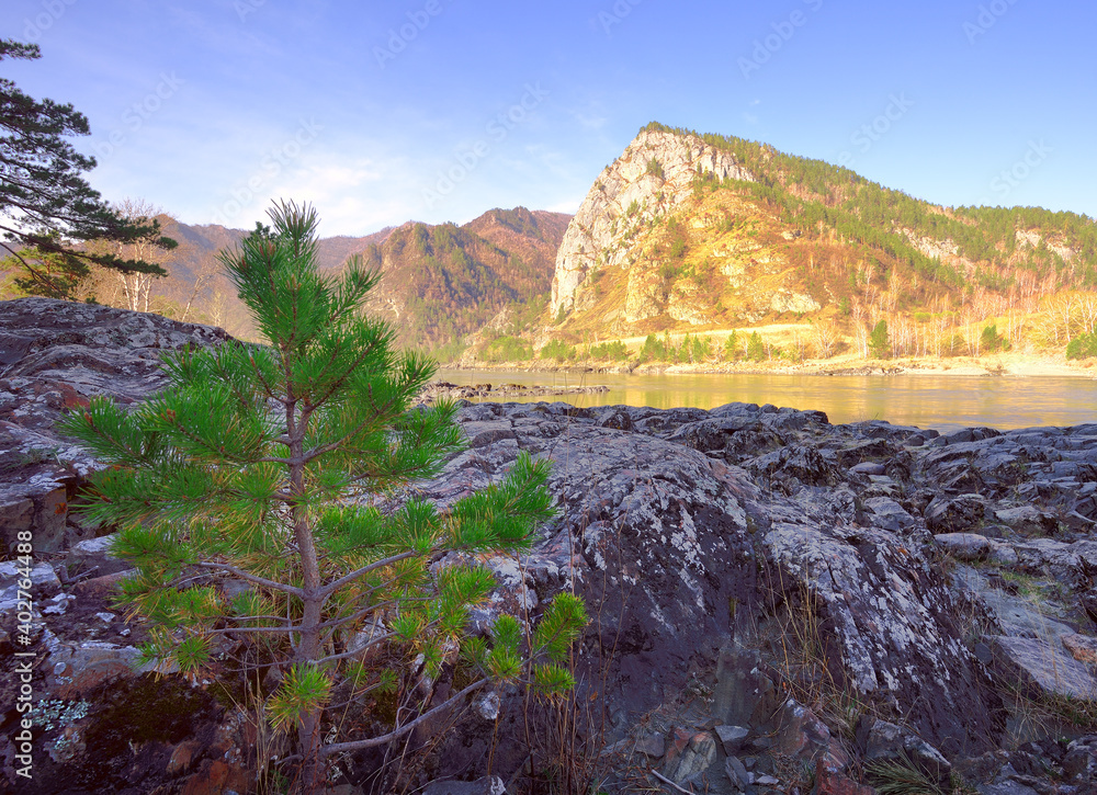 Small pine on the rocky shore of Katun
