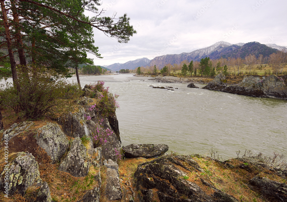 Pine trees and large stones on the steep Bank of the Altai river with green water