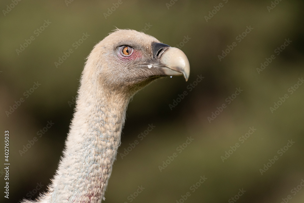 Fototapeta premium portrait of griffon vulture gyps fulvus